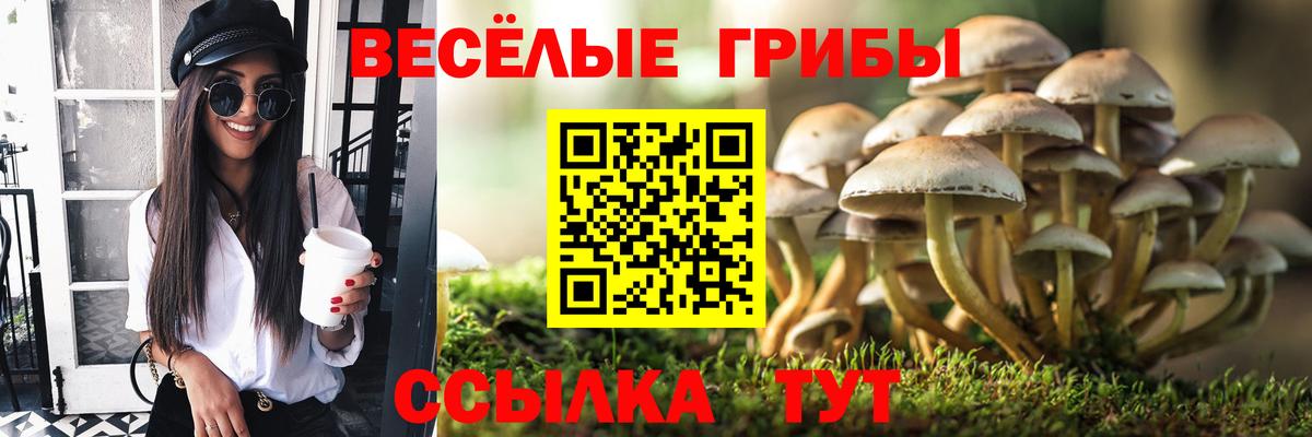 Серпухов  наркота  Вход с VPN  Псилоцибиновые грибы GOLDEN TEACHER 